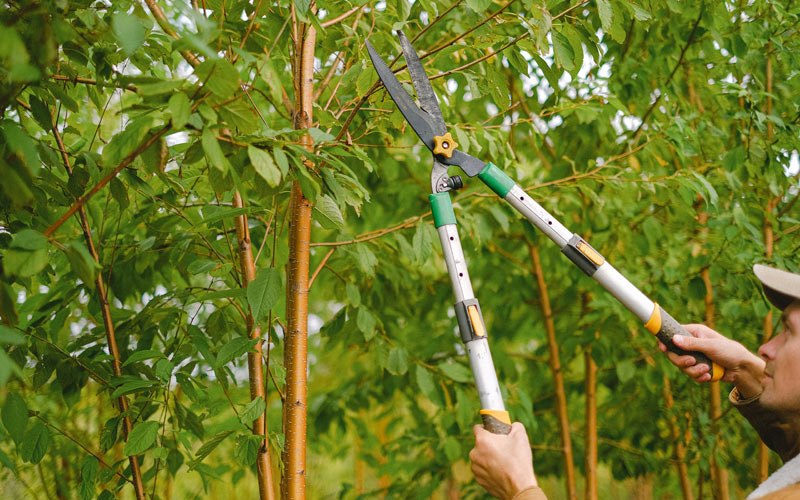 Tree trimming in Osgood, IN